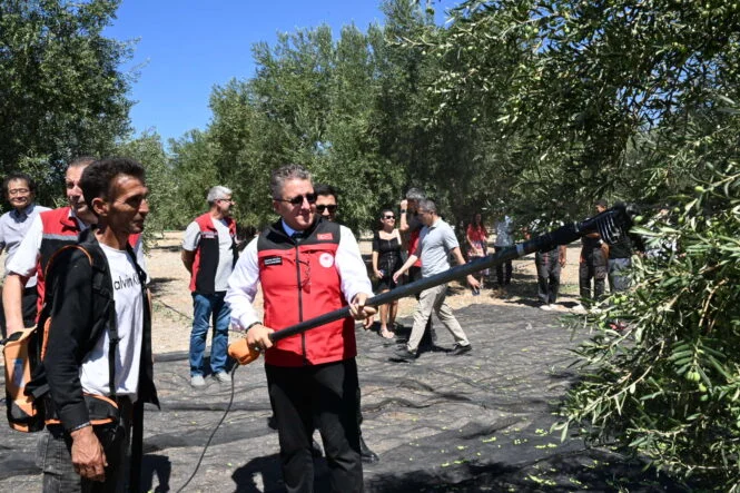 Zeytin Hasadı 6